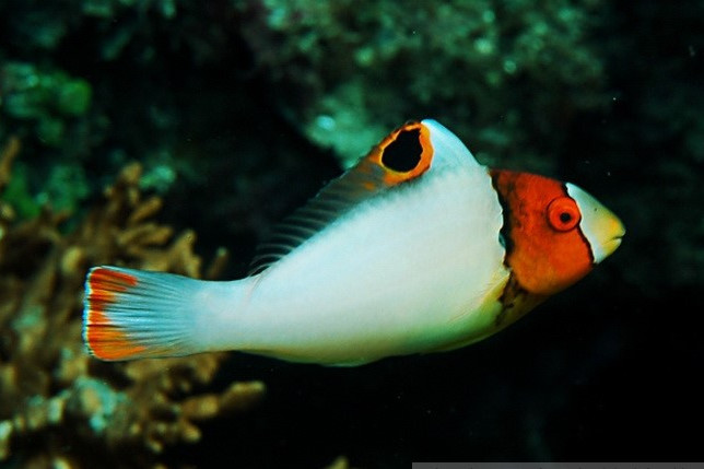 刺鸚哥魚