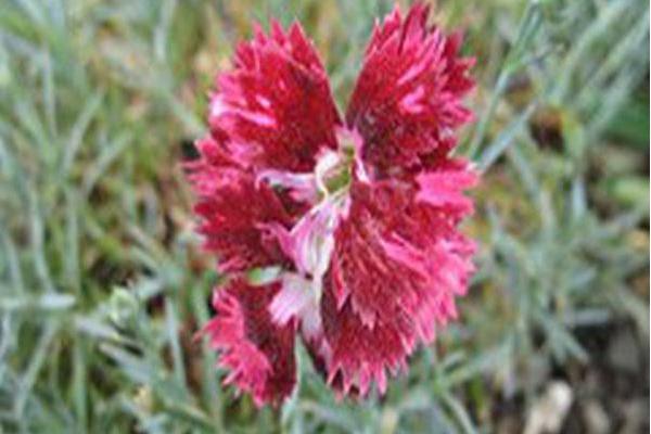 Dianthus \x27Pomegranate Kiss\x27