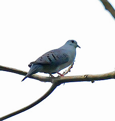 藍地鳩