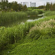 上海世博後灘濕地公園