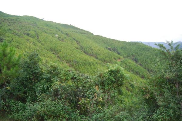 鳳山鄉柏林村