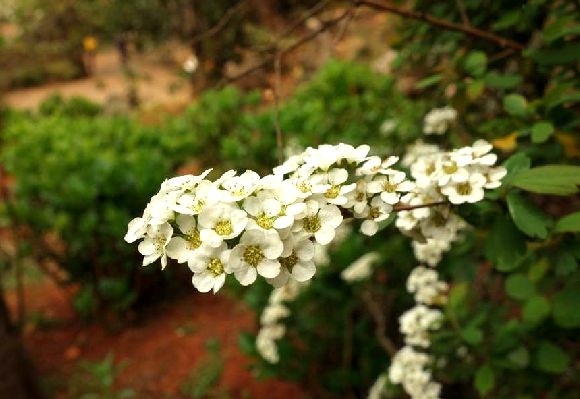 毛枝繡線菊(毛枝繡線菊（原變種）)