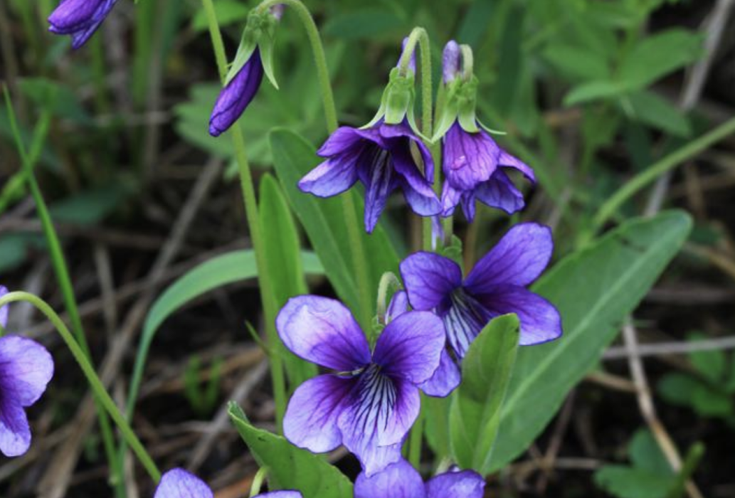 東北堇菜(堇菜科堇菜屬植物)