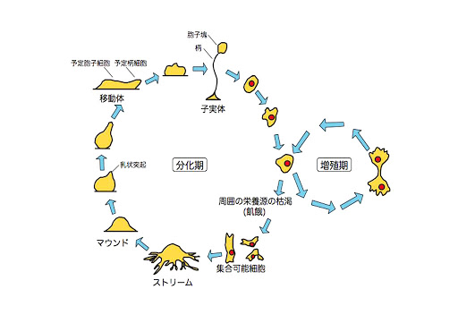 細胞粘菌