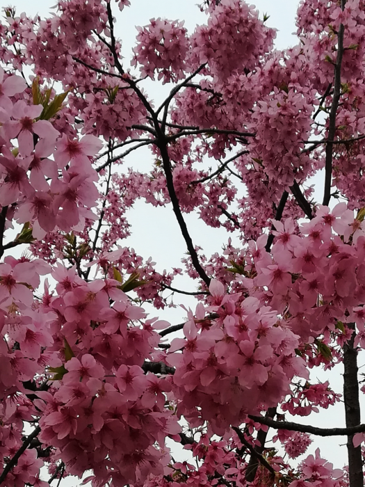 繡球櫻花