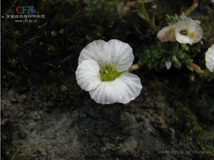 鄂西虎耳草