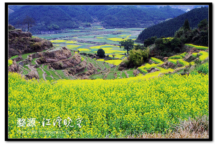 村落內盛開的油菜花