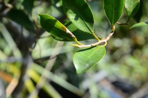 粗葉榕(大果粗葉榕（變種）)