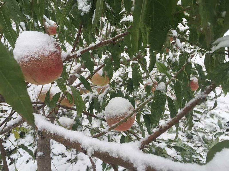 映雪紅桃