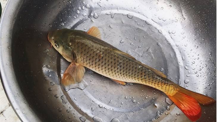 三江稻田鯉魚