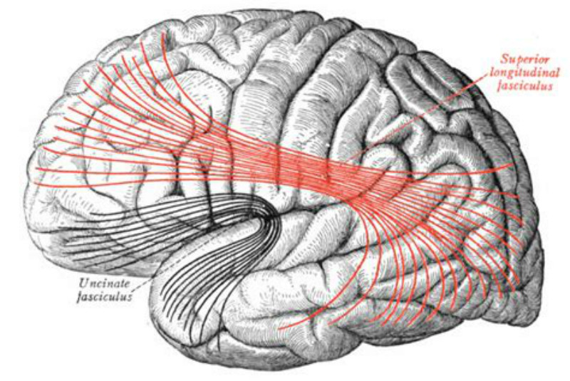 纖維束(fasciculus)