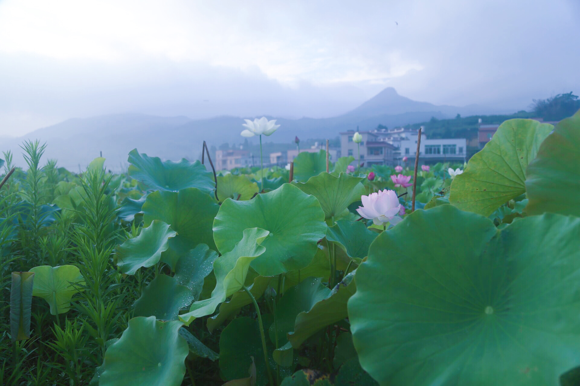 桂林村(福建省安溪縣龍門鎮桂林村)