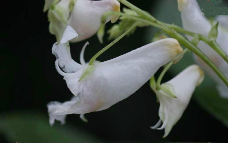 白花鳳仙花