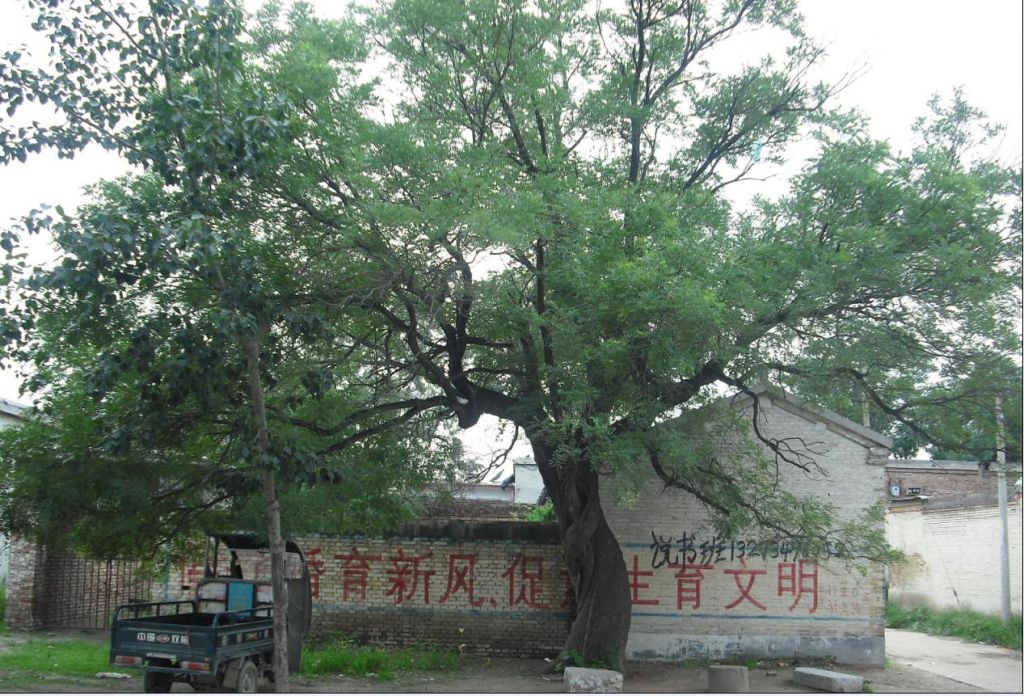 崗頭村(河北省南和縣河郭鄉崗頭村)