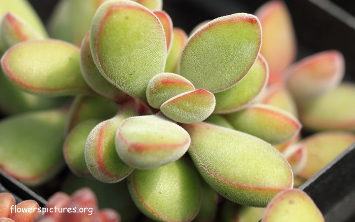 Crassula rogersii（若歌詩）