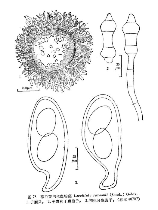 豬毛菜內絲白粉菌