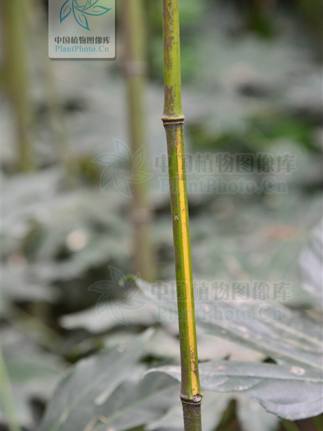 黃槽石綠竹（栽培型）