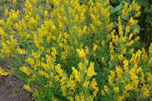 Genista tinctoria