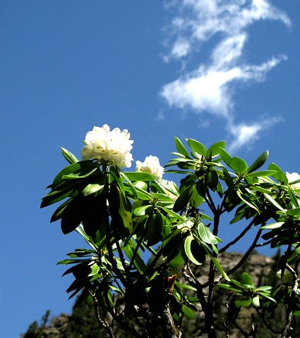 大雲錦杜鵑