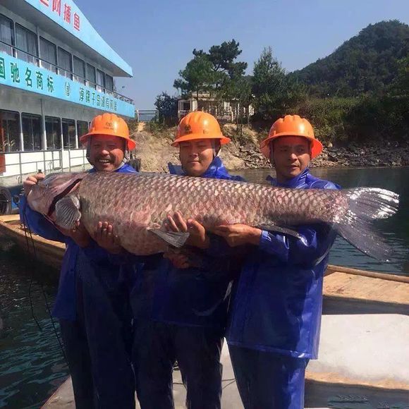 千島湖魚王