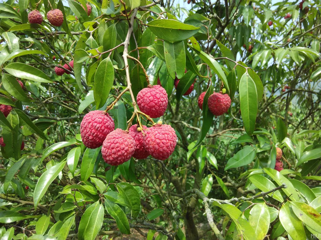 陵水荔枝