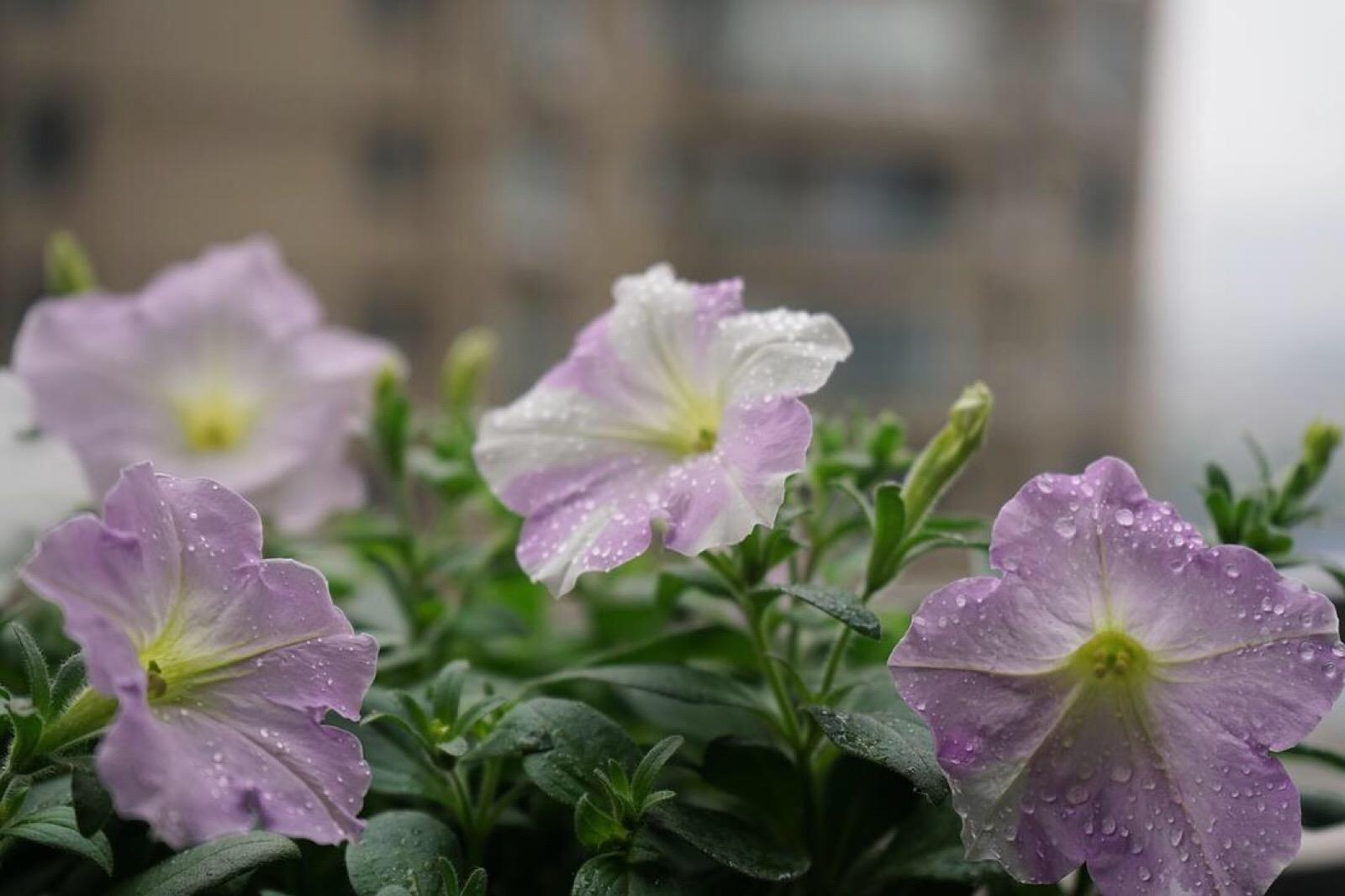 碧冬茄(矮牽牛花)