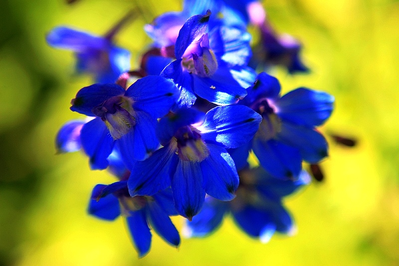 翠雀花——萍水攝影
