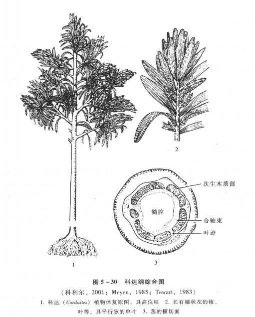 松柏植物門