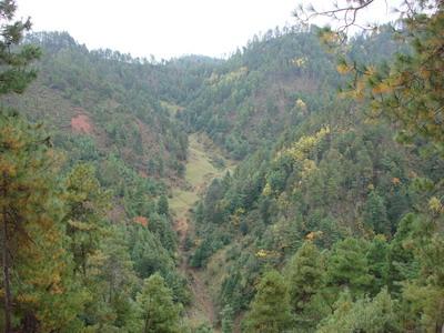 下柳坪村生態山林