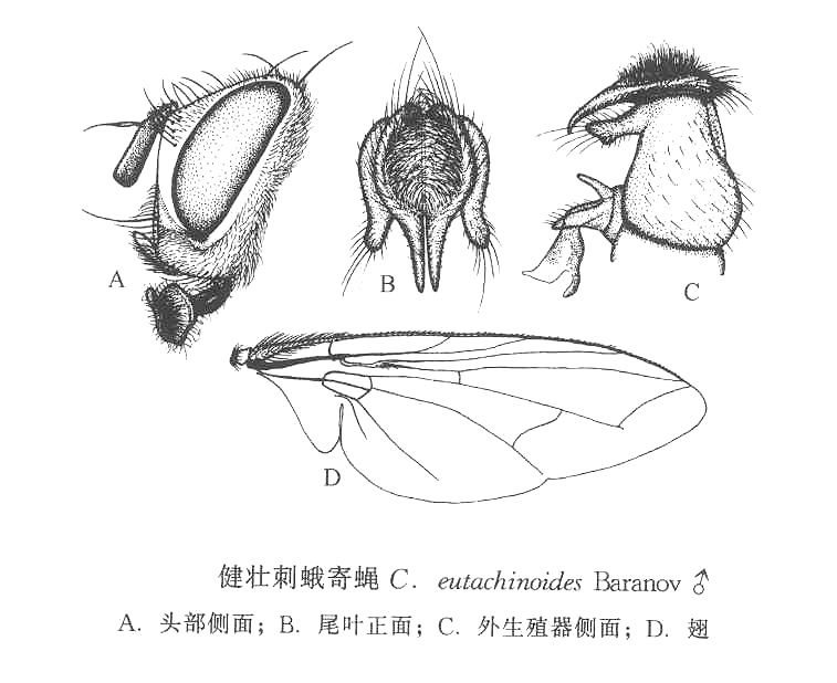 健壯刺蛾寄蠅