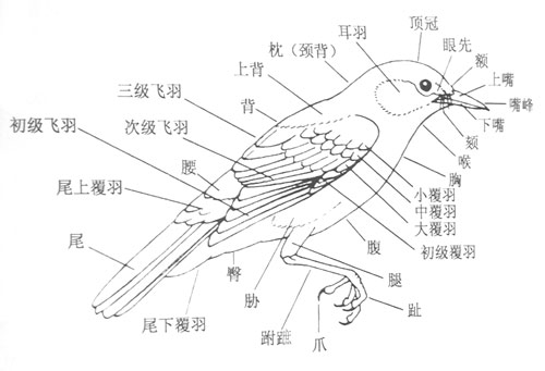 鳥(體表被覆羽毛的卵生脊椎動物)