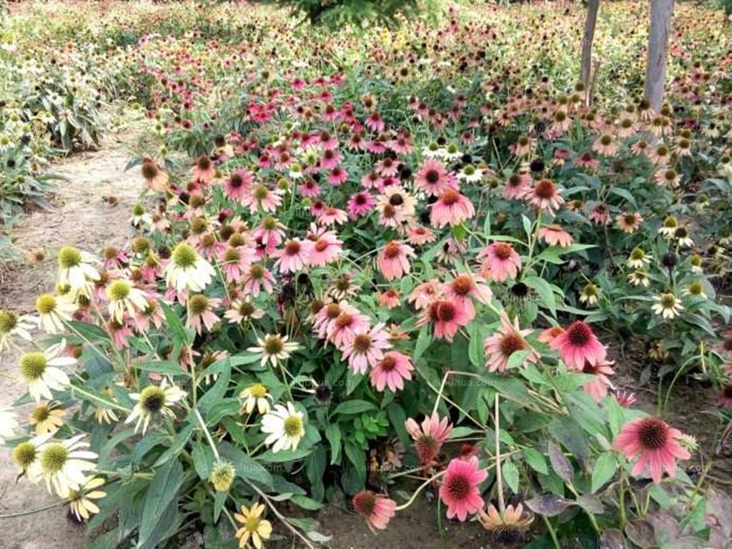 松果菊(Echinacea purpurea)