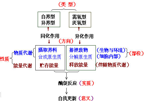 異化[作用]