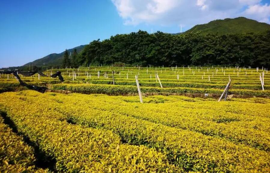 黃金芽(甕安黃金芽)