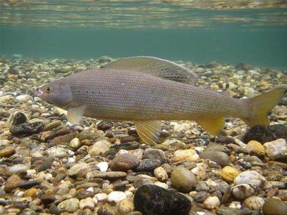 鴨綠江北極茴魚