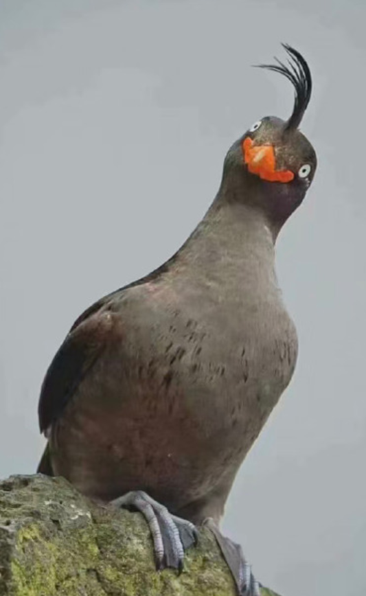 冠小海雀