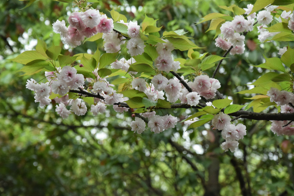 櫻花盛開