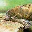 snail