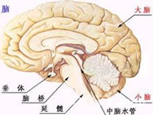 經單側鼻腔蝶竇入路垂體腺瘤切除術