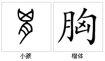 “胸”字源演變