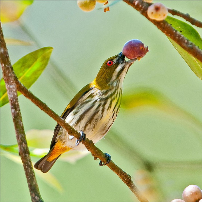 啄花鳥科