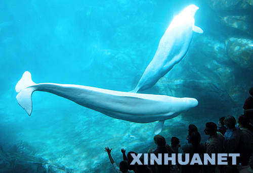 新喬治亞水族館