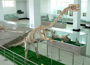 天宇自然博物館恐龍化石