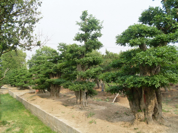 青島藝林集團有限公司