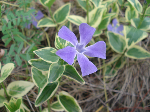 金邊小蔓長春花