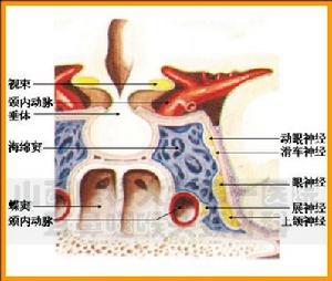 春季性結膜炎病因