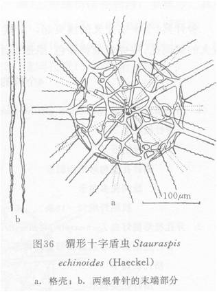 蝟形十字盾蟲