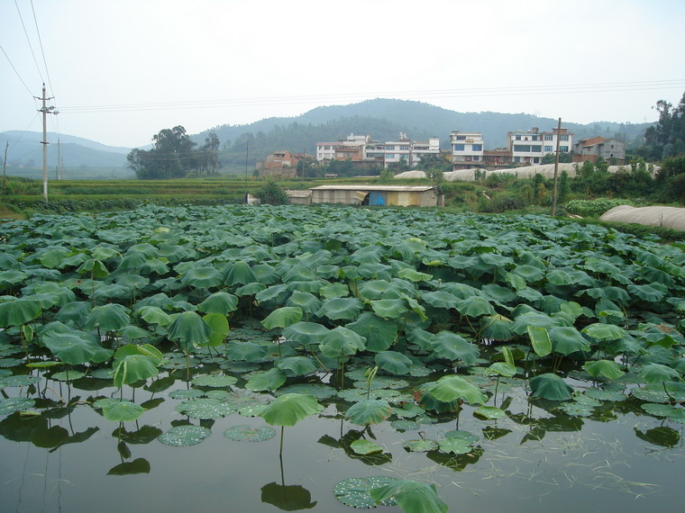 上牟溪沖村