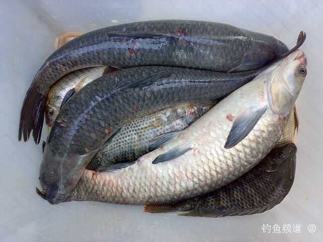 炒魚豆