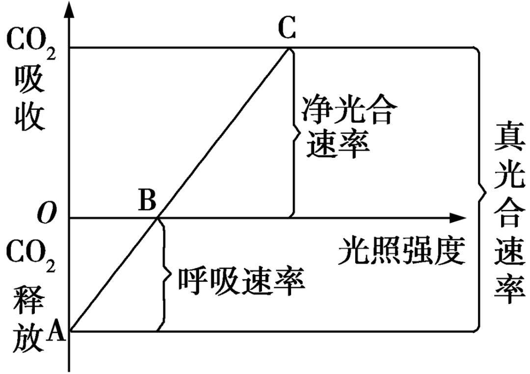 淨光合速率